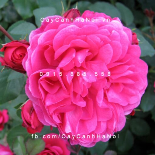 Hình ảnh hoa hồng Sir John Betjeman