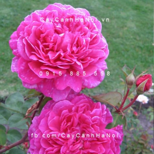 Hình ảnh hoa hồng Sophy