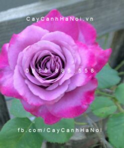 Hình ảnh hoa hồng Spell Caster