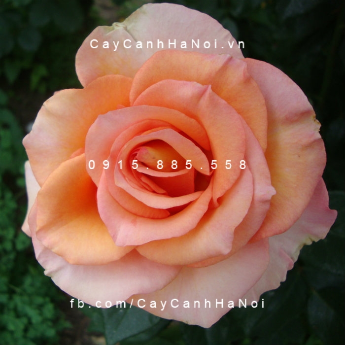Hình ảnh hoa hồng Sunstruck
