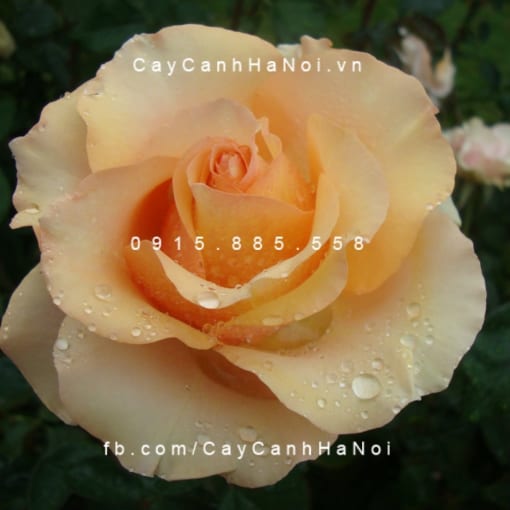 Hình ảnh hoa hồng Sunstruck