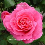 Hoa hồng Susan Hampshire