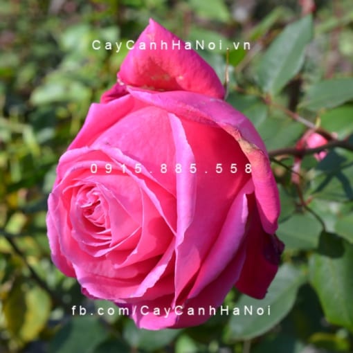 Hình ảnh hoa hồng Susan Hampshire
