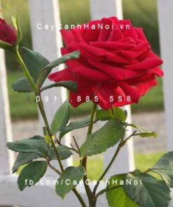Hình ảnh hoa hồng Veteran”s Honor