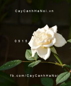 Hình ảnh hoa hồng White Christmas