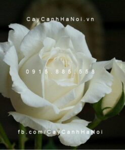 Hình ảnh hoa hồng White Christmas