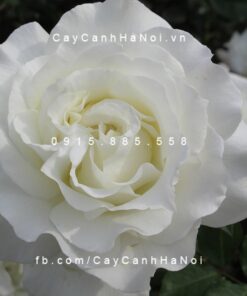 Hình ảnh hoa hồng White Masterpiece