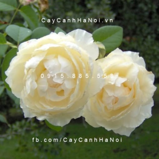 Hình ảnh hoa hồng Windermere