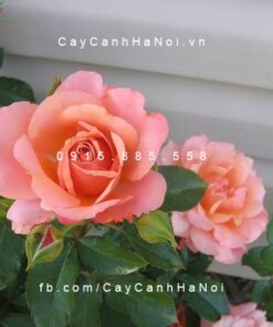 Hình ảnh hoa hồng Tuscan Sun