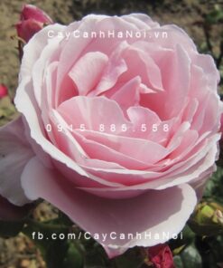 Hình ảnh hoa hồng leo Billet Doux