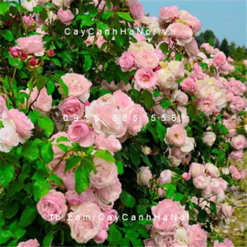 Hình ảnh hoa hồng leo Billet Doux