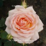 Hoa hồng leo Chandos Beauty