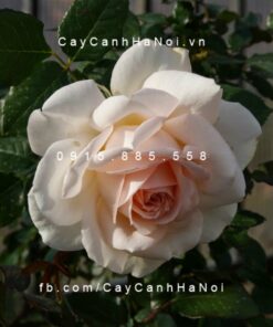Hình ảnh hoa hồng leo Chandos Beauty