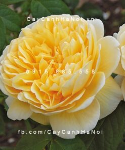 Hình ảnh hoa hồng leo Charlotte