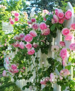 Hình ảnh hoa hồng leo Cottage