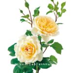 Hoa hồng leo CrocusRose
