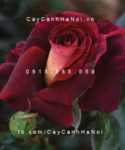 Hình ảnh hoa hồng leo Dark Night