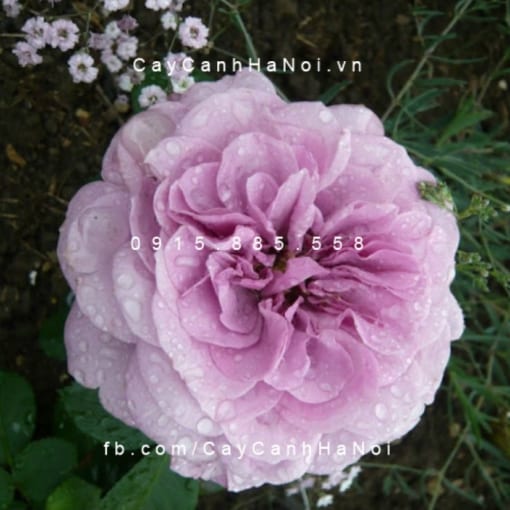 Hình ảnh hoa hồng leo Florence Delattre