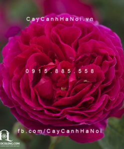 Hình ảnh hoa hồng leo Heathcliff