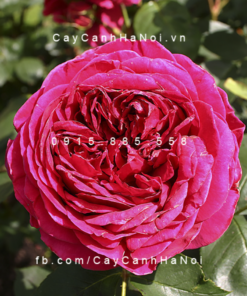Hình ảnh hoa hồng leo Heathcliff