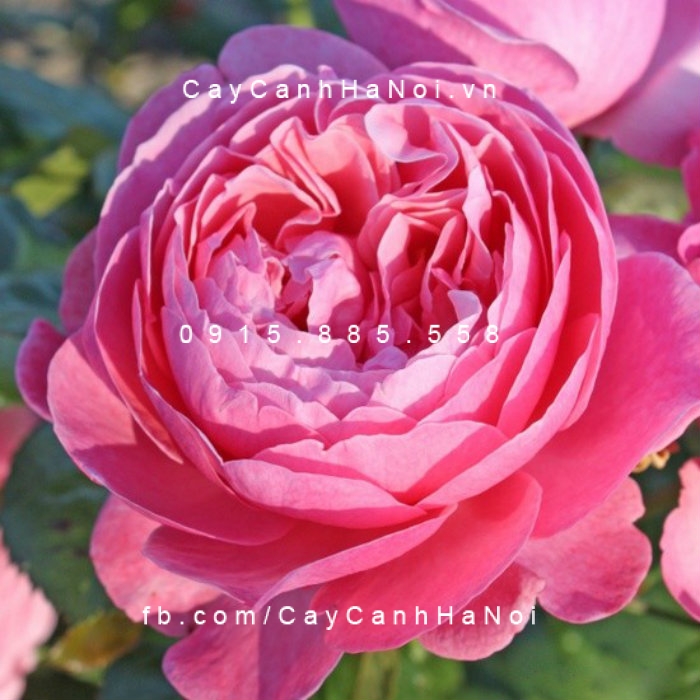 Hình ảnh hoa hồng leo Kölner Flora