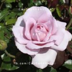 Hoa hồng leo La Rose De Peitt