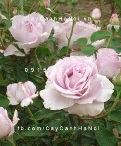 Hình ảnh hoa hồng leo La Rose De Peitt