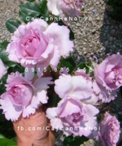 Hình ảnh hoa hồng leo La Rose De Peitt