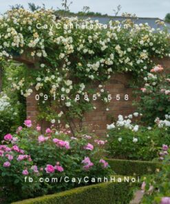 Hình ảnh hoa hồng leo Malvern Hills