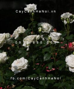 Hình ảnh hoa hồng leo Maria Shriver