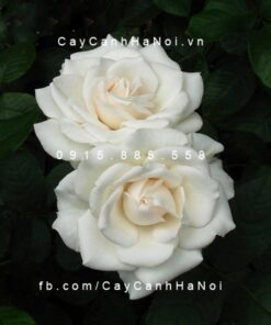 Hình ảnh hoa hồng leo Maria Shriver