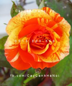 Hình ảnh hoa hồng leo Orange and Lemon
