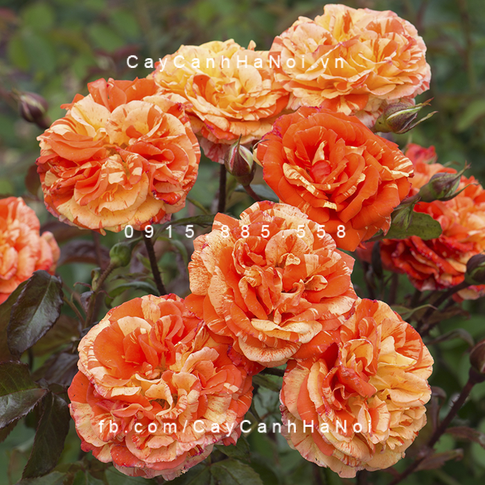Hình ảnh hoa hồng leo Orange and Lemon