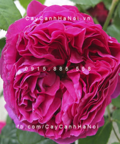 Hình ảnh hoa hồng leo Othello