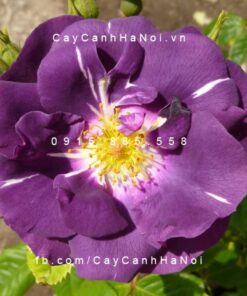 Hình ảnh hoa hồng leo Rhapsody in Blue
