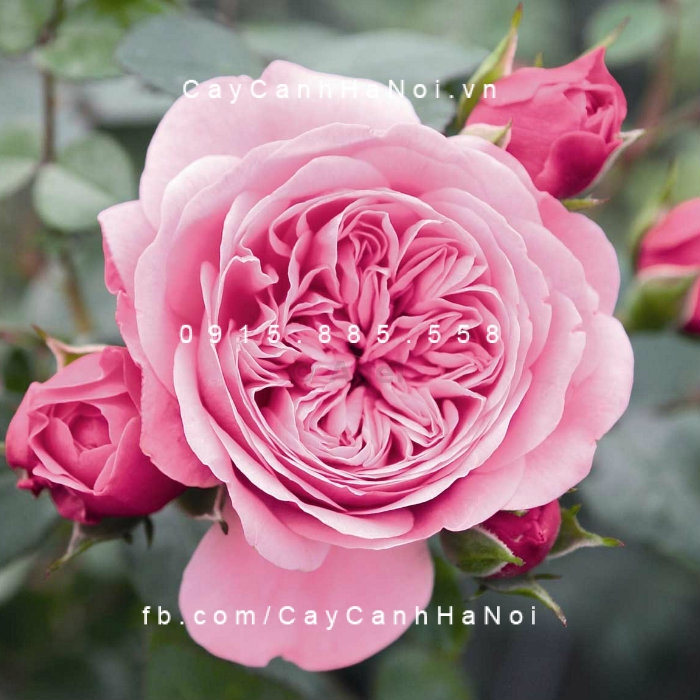 Hoa hồng leo Schonne Maid