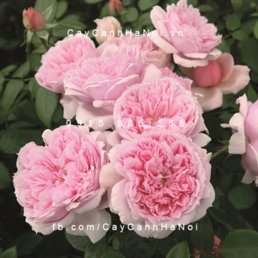 Hình ảnh hoa hồng leo Schonne Maid