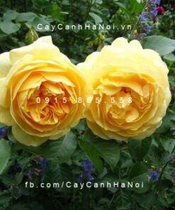 Hình ảnh hoa hồng leo St. Alban