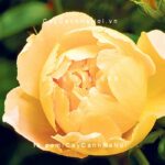 Hoa hồng leo St. Alban