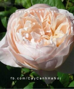 Hình ảnh hoa hồng St. Cecilia