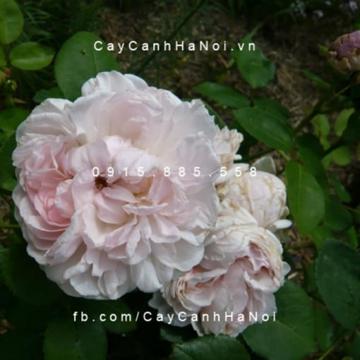 Hình ảnh hoa hồng St. Cecilia
