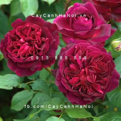 Hình ảnh hoa hồng Munstead wood Tree Rose