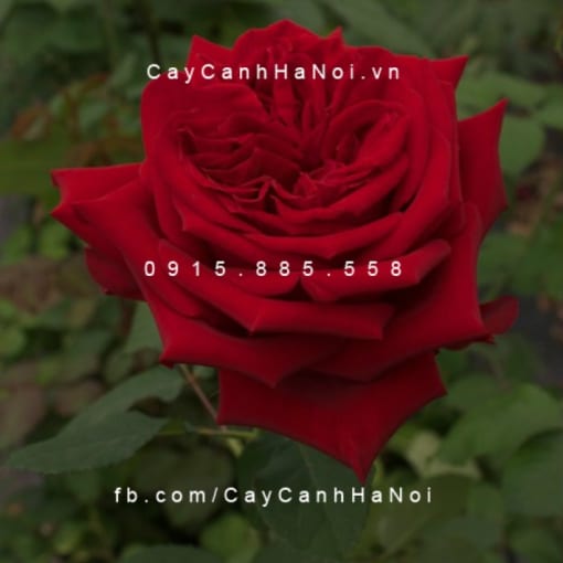 Hình ảnh hoa hồng Red Minijet Tree Rose