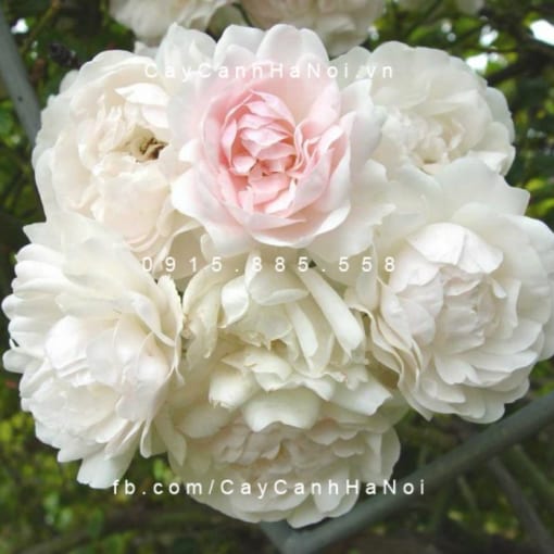 Hình ảnh hoa hồng Sea Foam Tree Rose