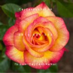 Hoa hồng Sheila”s Perfume Tree Rose