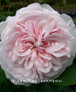Hình ảnh hoa hồng Souvenir de Malmaison Tree Rose