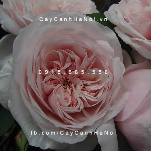 Hình ảnh hoa hồng Souvenir de Malmaison Tree Rose
