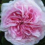 Hoa hồng Souvenir de Malmaison Tree Rose