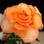 Hoa hồng Sunstruck Tree Rose