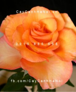 Hình ảnh hoa hồng Sunstruck Tree Rose